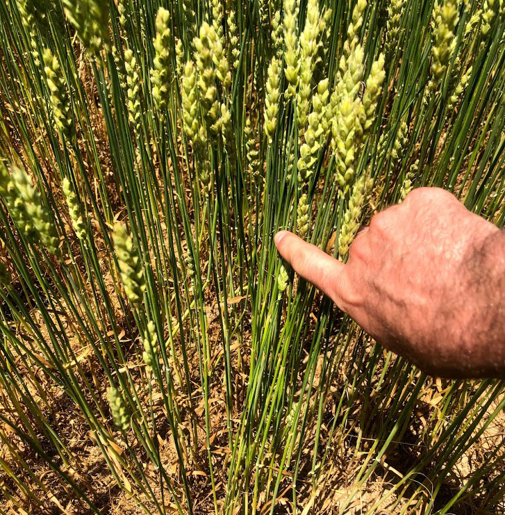 Wheat plants without leaves